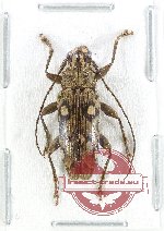 Tmesisternus sp. 27 (A2)