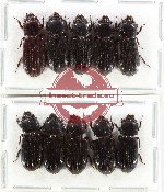 Scientific lot no. 197 Passalidae (10 pcs)