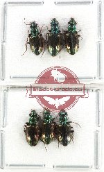 Scientific lot no. 989 Carabidae (Catascopus sp.) (6 pcs A-, A2)