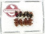 Scientific lot no. 659 Chrysomelidae (9 pcs)