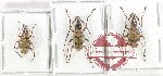 Scientific lot no. 185 Anthribidae (3 pcs A, A-)