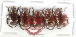 Scientific lot no. 423 Rutelinae (5 pcs)