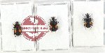 Scientific lot no. 62 Cetoniidae (3 pcs - 1 pc A-)