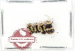 Scientific lot no. 672 Chrysomelidae (4 pcs)