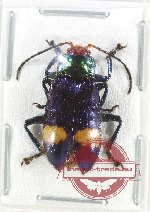 Promechus sp. 19 (A2)