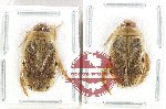 Scientific lot no. 220 Dytiscidae (2 pcs)