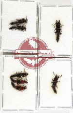 Scientific lot no. 249 Staphylinidae (7 pcs)