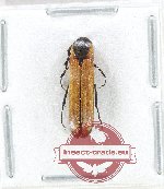 Eucnemidae sp. 8 (A2)