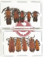 Scientific lot no. 59 Lycidae (10 pcs)