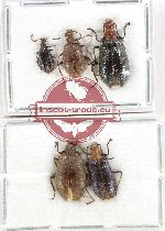 Scientific lot no. 32 Lagriidae (5 pcs A-, A2)