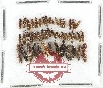 Scientific lot no. 220 Staphylinidae (45 pcs)