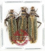Scientific lot no. 7 Oedemeridae (3 pcs A-, A2)
