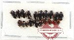 Scientific lot no. 221 Dytiscidae (20 pcs)