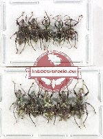 Scientific lot no. 1089 Curculionidae (10 pcs A-, A2)