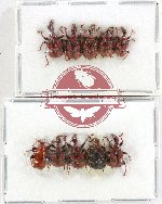 Scientific lot no. 109 Attelabidae (10 pcs)
