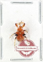 Scientific lot no. 111 Attelabidae (1 pc)