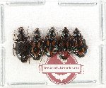 Scientific lot no. 990 Carabidae (Lebiinae) (5 pcs A-, A2)