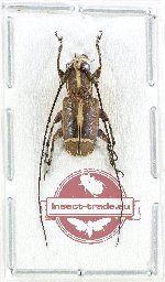 Cacia (Corethrophora) sp. 6