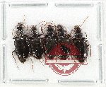 Scientific lot no. 991 Carabidae (Lebiinae) (5 pcs A-, A2)