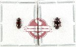 Scientific lot no. 230 Erotylidae (2 pcs)