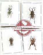 Scientific lot no. 1088 Curculionidae (4 pcs)