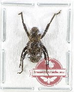 Curculionidae sp. 182