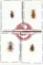 Scientific lot no. 31 Lagriidae (4 pcs - 3 pcs A2)