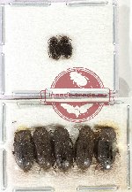 Scientific lot no. 526 Tenebrionidae (7 pcs)