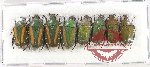Scientific lot no. 67 Cetoniidae (8 pcs)