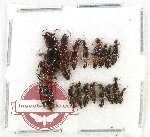 Scientific lot no. 231 Staphylinidae (16 pcs)