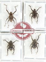 Scientific lot no. 1087 Curculionidae (4 pcs)