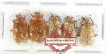Scientific lot no. 677 Chrysomelidae (5 pcs)
