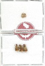 Bruchidae Scientific lot no. 48 (5 pcs)