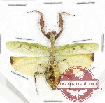 Acromantis montana ssp.