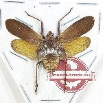 Fulgoridae (genus ?) sp. 12 (A2)