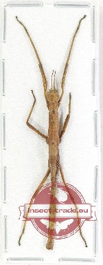 Phasmidae sp. 95 (A2)