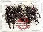 Scientific lot no. 171 Dermaptera (5 pcs A-, A2)
