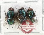 Scientific lot no. 137 Diptera (3 pcs A2)