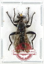 Scientific lot no. 133 Diptera (1 pc)