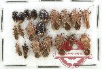 Scientific lot no. 1490 Heteroptera (20 pcs)