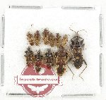 Scientific lot no. 1503 Heteroptera (11 pcs)