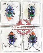 Scientific lot no. 1533 Heteroptera (Scutellarinae) (4 pcs A2)