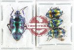 Scientific lot no. 1534 Heteroptera (Scutellarinae) (4 pcs A2)