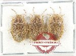 Scientific lot no. 1500 Heteroptera (Pentatomidae) (3 pcs)