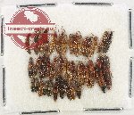 Scientific lot no. 234 Staphylinidae (40 pcs)