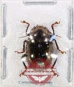 Chrysomelidae sp. 85