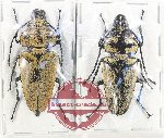 Scientific lot no. 4 Trictenotomidae (1 pair)