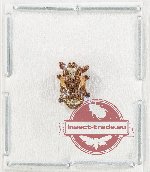 Curculionidae sp. 188