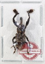 Curculionidae sp. 183 (A-)