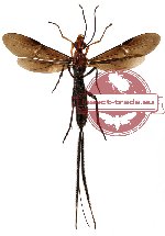 Ichneumonidae sp. 1 (SPREAD)